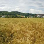 Getreidefeld bei Villnachern