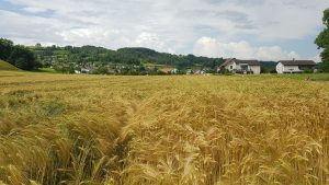 Getreidefeld bei Villnachern