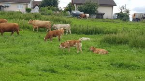 Bünztal bei Hendschiken