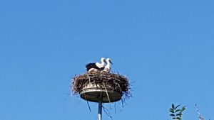 Störche in Niederwil