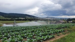 Bewässung in Dänikon