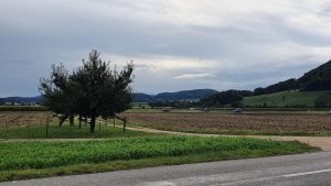 Villigerfeld in herbstlicher Stimmung