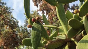 Kaktusfeigen