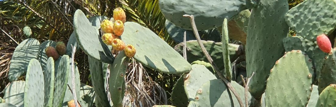 Kaktusfeigen