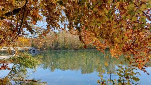 Auenwald zwischen Brugg und Schinznach-Bad