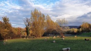 Abendstimmung im Aaretal