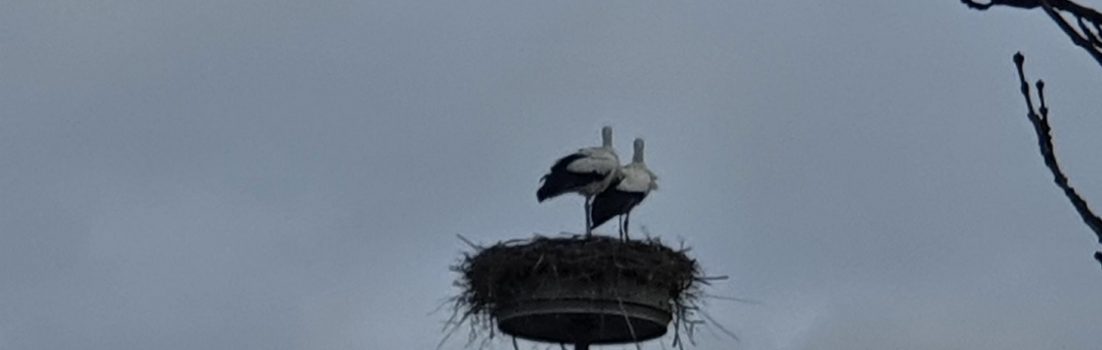 Storchenkreisel in Niederwil
