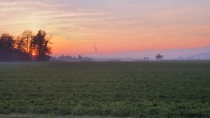 Bodennebel über dem Aaretal