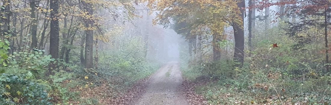 Waldweg in den Nebel