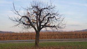 Herbst im Birrfeld
