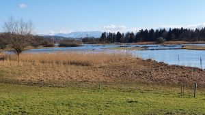 Flachsee an der Reuss