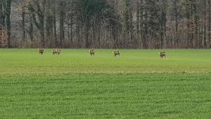 Gemsen an der Gisliflue