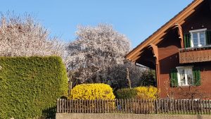 Frühling in Othmarsingen