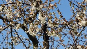 Kirschbaum-Blüten