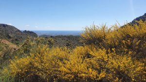 Auffahrt zum Bedarpass