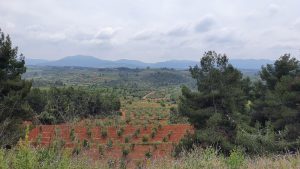 Blick oberhalb El Masroig