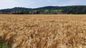 Getreidefeld im Reusstal