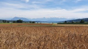 Baldeggersee und Alpenkamm