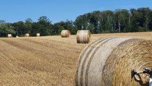 Strohballen im Birrfeld
