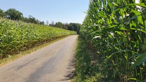 Maisfelder bei Hallwil