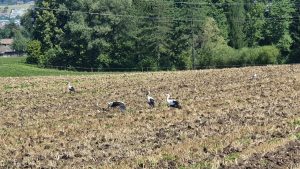 Störche im Reusstal