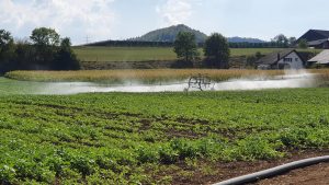 Bewässerung Gemüsekultur