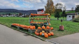 Kürbisse im Surbtal