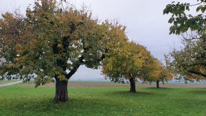 Herbst im Birrfeld