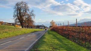 Blick zu den Alpen (Aesch LU)