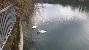 Schwäne an der Aare