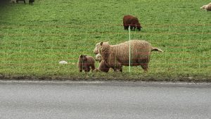 Schafe und Lämmer am Wegrand