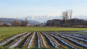 Von Seengen zu den Alpen
