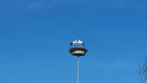 Storchenpaar in Niederwil