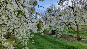 Kirschbäume zwischen Schinznach-Dorf und Veltheim
