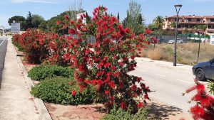 Blumen undn Sträucher am Strassenrand