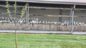 In der Nähe von Wiggwil