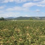blühendes Kartoffelfeld, im Hintergrund die Habsburg