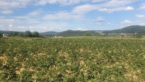 blühendes Kartoffelfeld, im Hintergrund die Habsburg