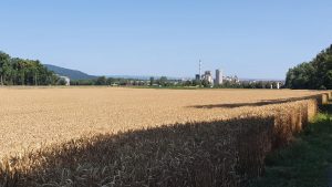 Getreidefeld in Siggenthal Station