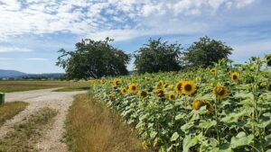 Sonnenblumen im Birrfeld