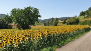 Sonnenblumenfeld bei Mönthal