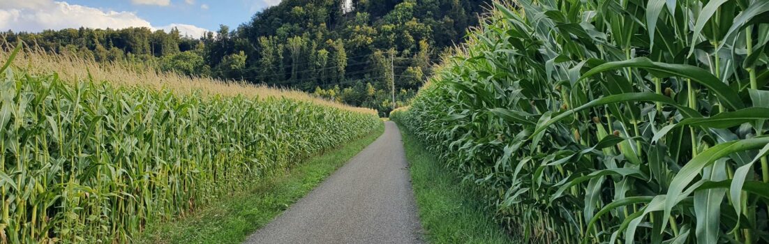 Mit Rückenwind das Rheintal aufwärts