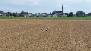 Störche bei Bünzen