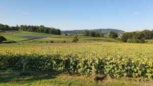 In der Nähe von Ammerswil