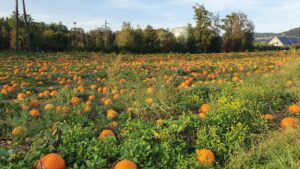 Kürbisse in Wildegg