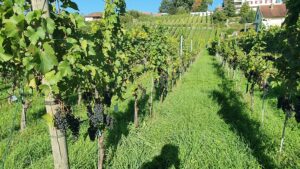 Reben in Würenlingen