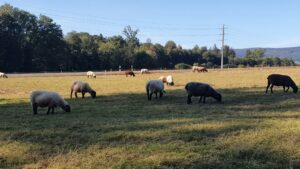 Schafherde am Radweg