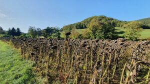 getrocknete Sonnenblumen