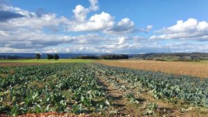 Blick in Richtung Schwarzwald