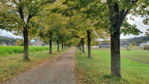 Herbstliche Allee